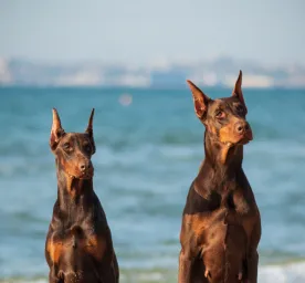 Best Guard Dogs