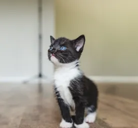 Black Cats with Blue Eyes All Your Questions Answered