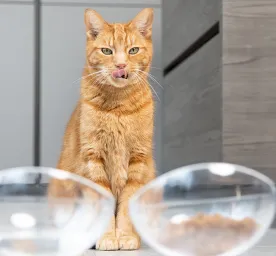 Can Cats Eat Dog Food?