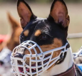 Article%20Hero%20muzzle