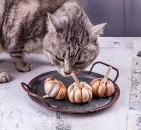 Can Cats Eat Garlic