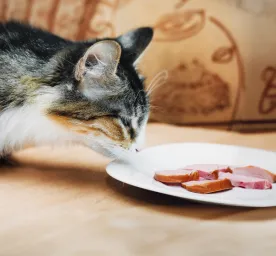 Can Cats Eat Ham