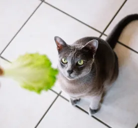 Can Cats Eat Lettuce - Is This Leafy Vegetable Safe for Cats