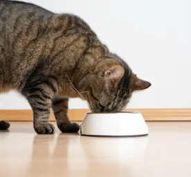 Can Cats Eat Mango
