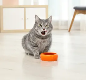 Can Cats Eat Oatmeal