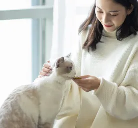 Can Cats Eat Pork