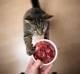 Can Cats Eat Raw Meat All About Raw Food Diets for Cats