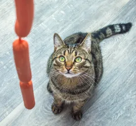 Can Cats Eat Sausage