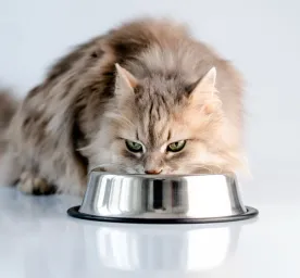Can Cats Eat Turkey