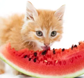 Can Cats Eat Watermelon