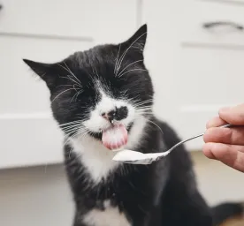 Can Cats Eat Yogurt