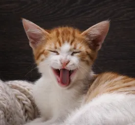 Can Cats Laugh and Smile
