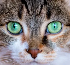 Can Cats See Colour