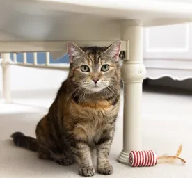 Can Cats See Ghosts