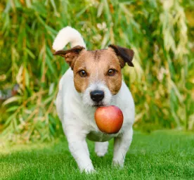 Can Dogs Eat Apple Sauce