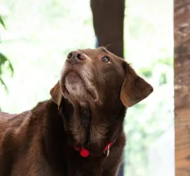 Can Dogs Eat Baked Beans