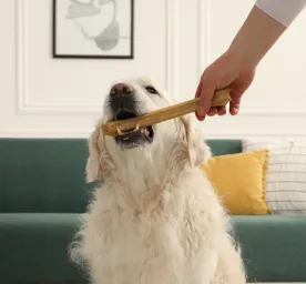 Can Dogs Eat Bones