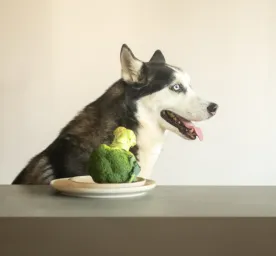Can Dogs Eat Broccoli