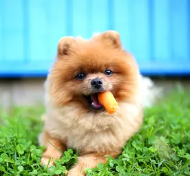 Can Dogs Eat Carrots
