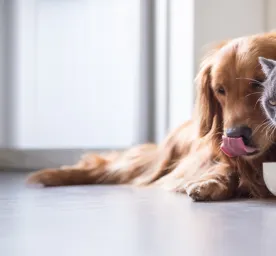 Can Dogs Eat Cat Food