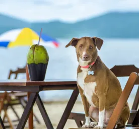 Can Dogs Eat Coconut