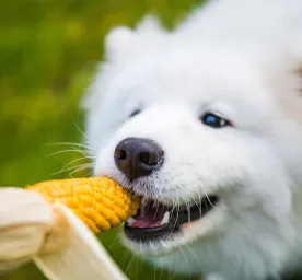 Can Dogs Eat Corn