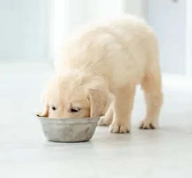 Can Dogs Eat Edamame