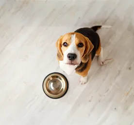 Can Dogs Eat Garlic