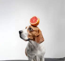 Can Dogs Eat Grapefruit