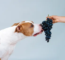 Can Dogs Eat Grapes