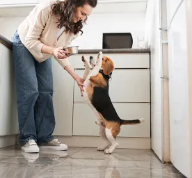 Can Dogs Eat Ham