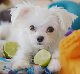 Can Dogs Eat Limes