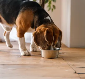 Can Dogs Eat Lobster