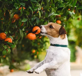 Can Dogs Eat Mandarins