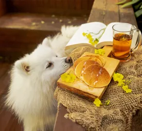 Can Dogs Eat Pancakes