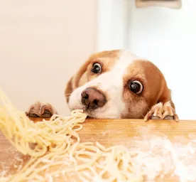 Can Dogs Eat Pasta, Spaghetti or Noodles