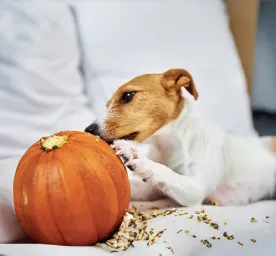 Can Dogs Eat Pumpkin