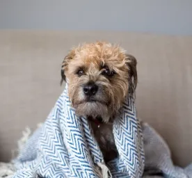 Can Dogs Get Colds or Flu?