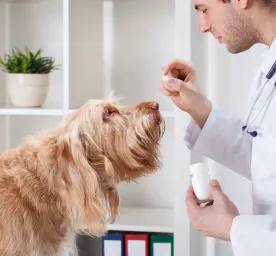 Can You Give Dogs Benadryl?