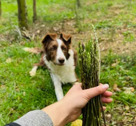 Can dogs eat asparagus
