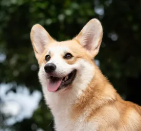 Can dogs laugh and smile?