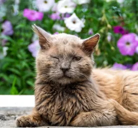 Cat Conjunctivitis: Symptoms and Treatment
