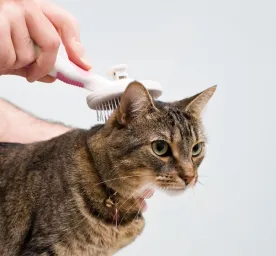 Cat Dandruff: Causes and Tips to Treat it 