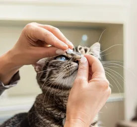 Cat Eye Drops: What Owners Should Know
