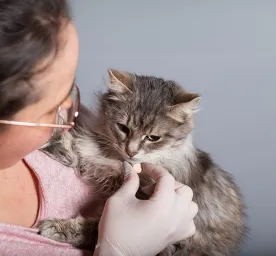 Cat Worms: Symptoms and De-Worming Treatment 