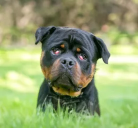 Cherry Eye in Dogs