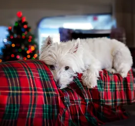 Christmas Safety for Dogs