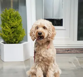 Common Cockapoo Health Problems You Should Know About
