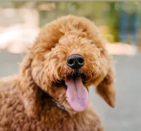 Cross Breeding Dogs 7 Popular Myths Debunked