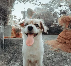 Do Dogs Lose Teeth All You Need To Know